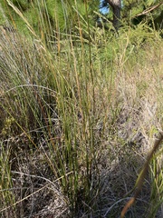 Juncus roemerianus
