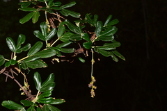 Polylepis