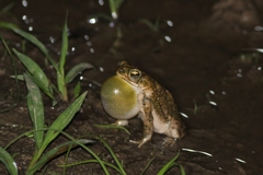 Rhinella beebei
