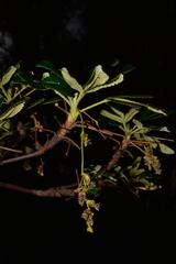 Polylepis