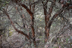 Polylepis