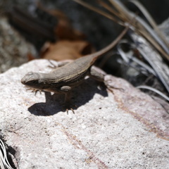 Sceloporus virgatus