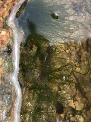 Omobranchus punctatus