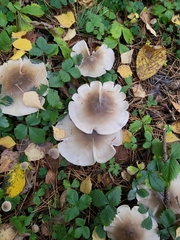 Clitocybe nebularis