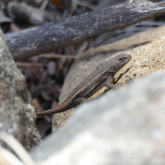 Sceloporus virgatus