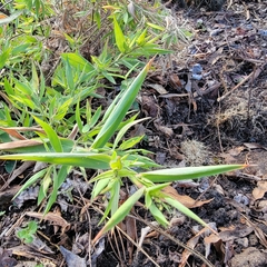 Dichanthelium acuminatum