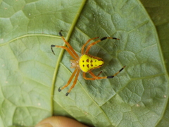 Eriophora nephiloides