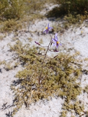 Cyanella hyacinthoides