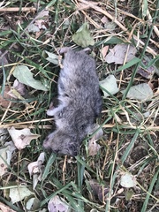 Nothocricetulus migratorius