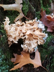 Sparassis spathulata