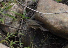 Phylloscopus fuscatus