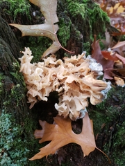 Sparassis spathulata