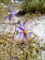 Cyanella hyacinthoides