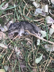 Nothocricetulus migratorius