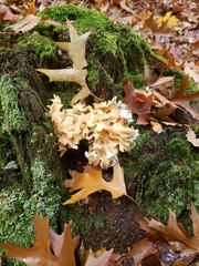 Sparassis spathulata