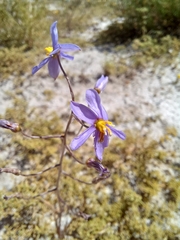 Cyanella hyacinthoides