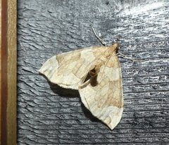 Eulithis propulsata