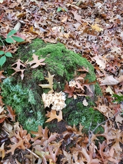 Sparassis spathulata