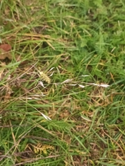 Agrostis stolonifera