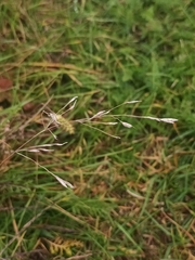 Agrostis stolonifera