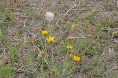 Senecio ceratophylloides