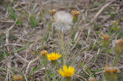 Senecio ceratophylloides