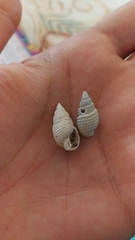 Ilyanassa trivittata