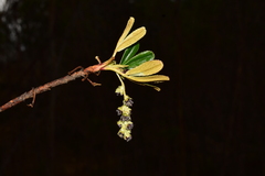 Polylepis