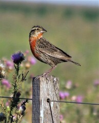 Leistes superciliaris