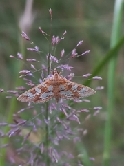 Sameodes cancellalis