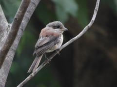 Lanius collurioides