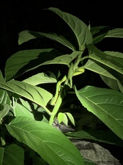 Trimeresurus albolabris