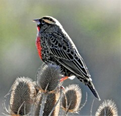 Leistes superciliaris