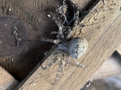 Araneus cavaticus