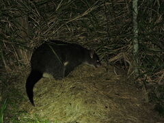 Trichosurus caninus