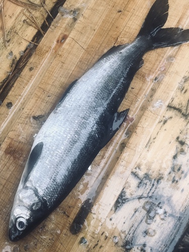 Bourget Whitefish