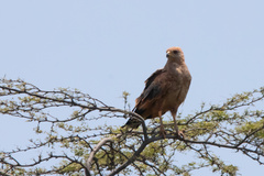 Buteogallus meridionalis