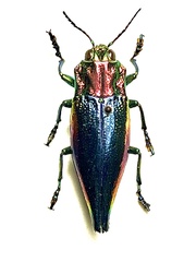 Cyphogastra javanica