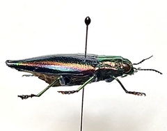 Cyphogastra javanica