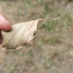 Macropes harringtonae