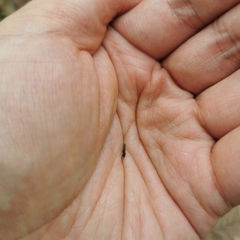 Macropes harringtonae