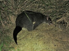 Trichosurus caninus