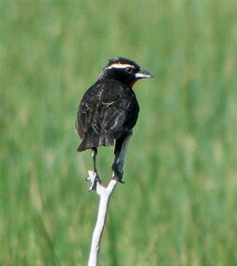 Leistes superciliaris