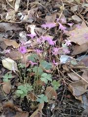 Oxalis articulata