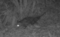 Didelphis aurita