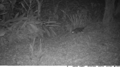 Didelphis aurita
