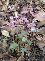 Oxalis articulata
