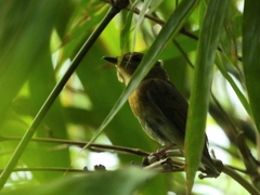 Cyornis glaucicomans