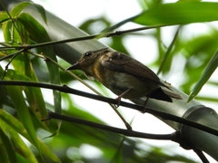 Cyornis glaucicomans