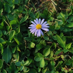 Aster indicus
